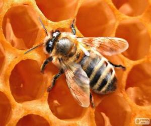 Puzzle Η μέλισσα μέλι. Οι μέλισσες που παράγουν μέλι